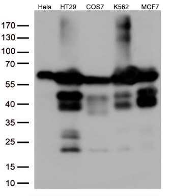 IRF3 Antibody (aa27-169, clone OTI8G9)