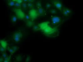 ANAPC11 / APC11 Antibody (clone OTI3C4)