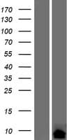 CTXN2 Protein (Over-Expression Lysate Myc-DDK (Flag))