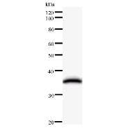 EMC8 / COX4NB Antibody (clone 2643C6a)
