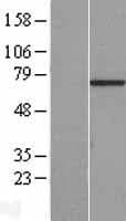 C7orf31 Protein (Over-Expression Lysate Myc-DDK (Flag))