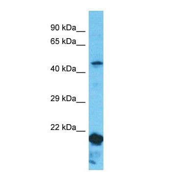 NPEPL1 Antibody (C-Terminus)