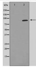 STAT5A Antibody