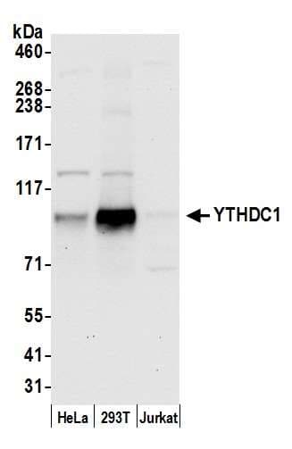 YTHDC1 Antibody (aa50-100)