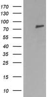 DNM1L / DRP1 Antibody (clone OTI4B5)