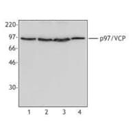 IHC-plus™ Monoclonal Mouse anti-Human VCP Antibody (clone 4G9, IHC, IF, WB)