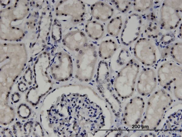 ZNF266 Antibody (clone 4G5)