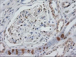 MAPRE2 / EB2 Antibody (clone OTI5F3)
