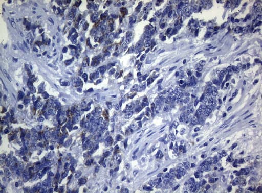 SEC14L1 Antibody (clone OTI3A6)