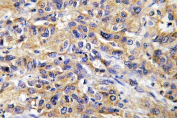 COX17 Antibody (Asn8)