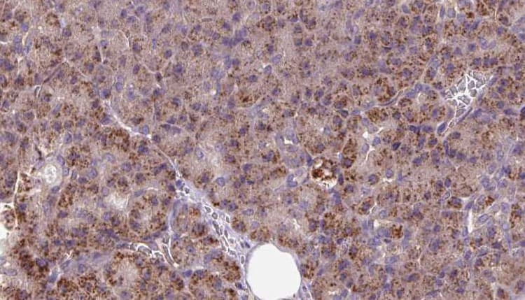 INSIG1 Antibody