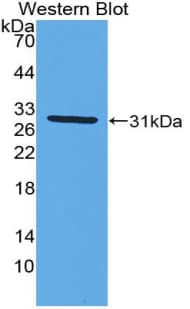 MX1 / MX Antibody (aa68-303, FITC)