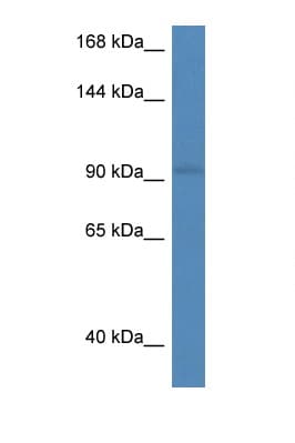 RECK Antibody (aa580-629)