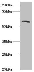 TOMM70A Antibody (aa60-340)