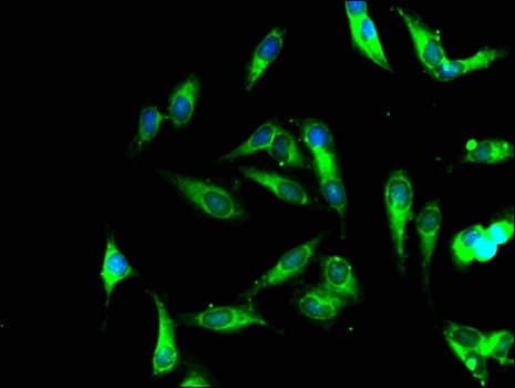 LOC100131801 Antibody