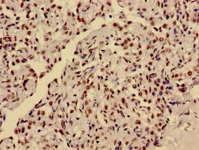 HIST1H3A Antibody