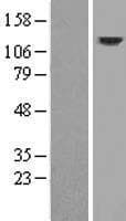 DRP2 Protein (Over-Expression Lysate Myc-DDK (Flag))
