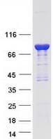 Human CALD1 / Caldesmon Protein (Recombinant Myc-DDK (Flag))
