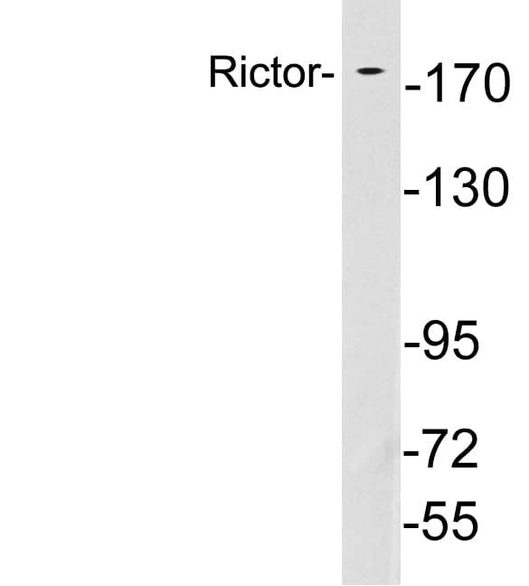 RICTOR Antibody (aa233-282)