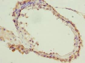 CDC7 Antibody