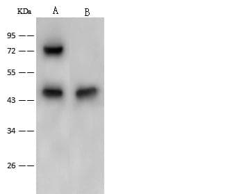 CD32A Antibody (Preservative Free)