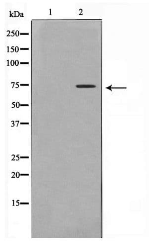 SMIF / DCP1A Antibody