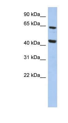 MICU3 / EFHA2 Antibody (aa35-84)