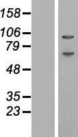 ABCF1 Protein (Over-Expression Lysate Myc-DDK (Flag))