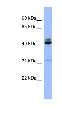 SH3GL1 / EEN Antibody (aa71-120)