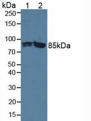 PFKP Antibody (aa354-570, Biotin)