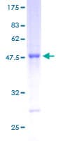 Human RAB13 Protein (Recombinant GST)