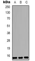 HIST1H3H Antibody