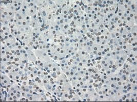 PPP5C Antibody (clone OTI4G8, Carrier-free)