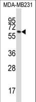 BTN3A1 / CD277 Antibody (aa345-374)
