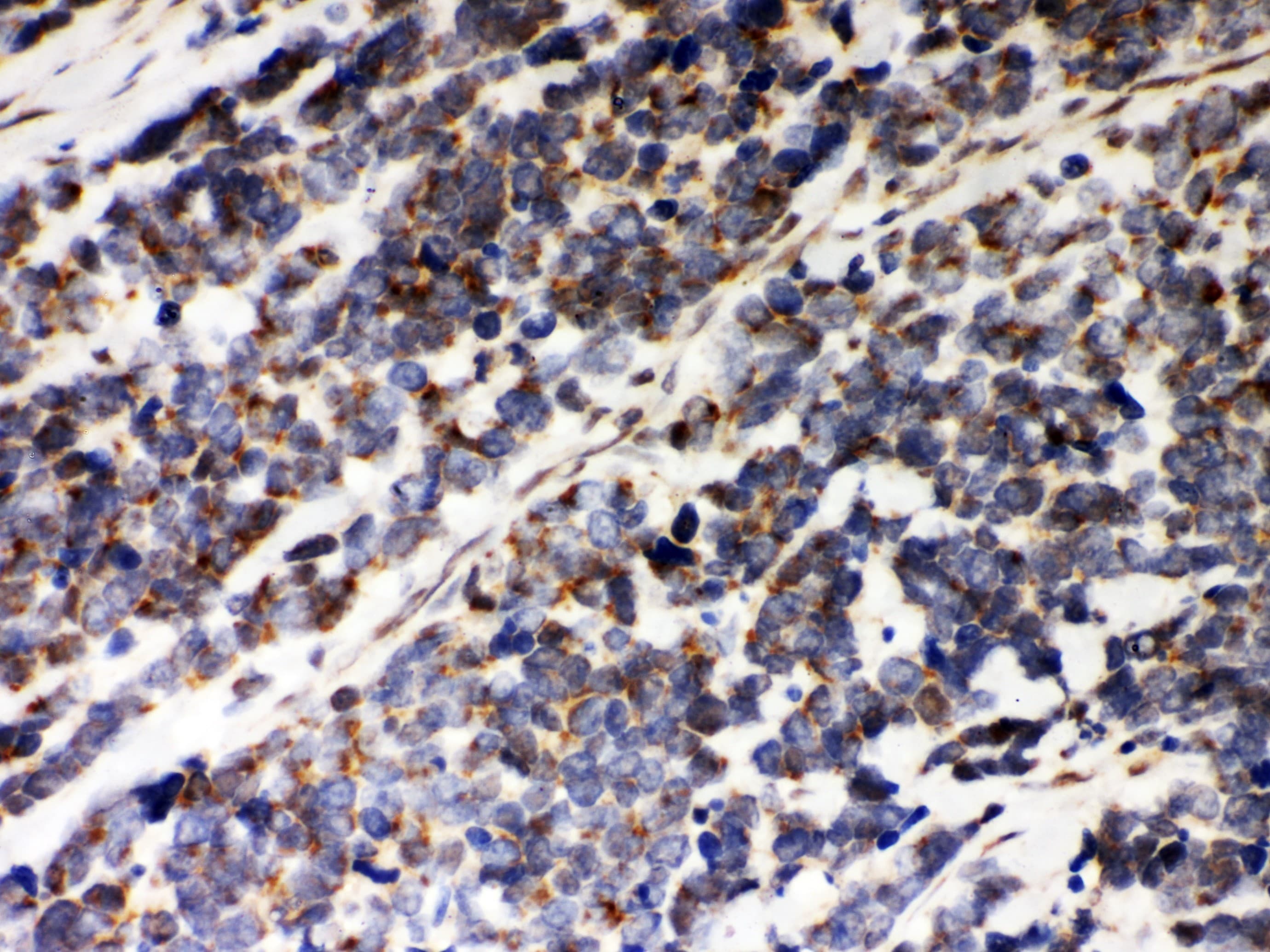 PRDX5 / Peroxiredoxin 5 Antibody (aa66-198)