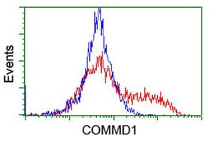 COMMD1 Antibody (clone OTI3B3)