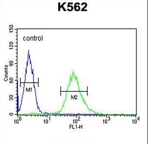 IHC-plus™ ARHGAP17 / NADRIN Antibody (aa41-70)