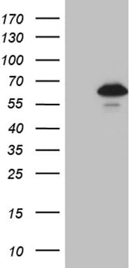 ZNF329 Antibody (aa1-203, clone OTI2D12)