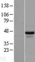 RBFOX2 / RBM9 Protein (Over-Expression Lysate Myc-DDK (Flag))
