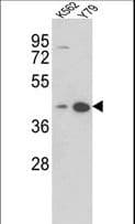 AZGP1 / ZAG Antibody (aa5-32)