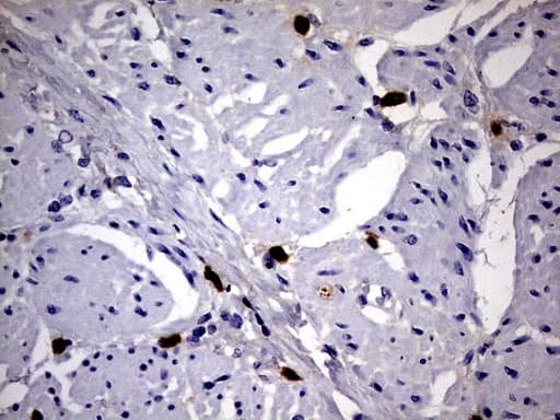 CD63 Antibody (clone OTI1D12)