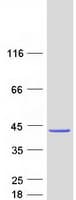 Human CCDC50 Protein (Recombinant Myc-DDK (Flag))