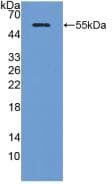 Adiponectin Antibody (aa17-243, APC)