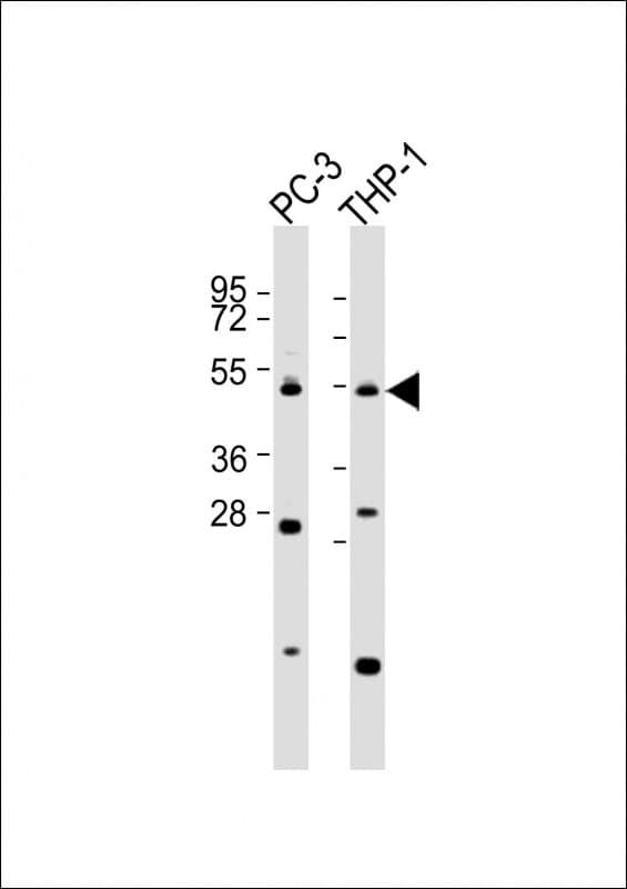 Carboxypeptidase A5 / CPA5 Antibody (aa341-375)