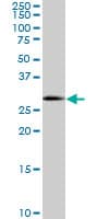 SOX15 Antibody (clone 2C1)