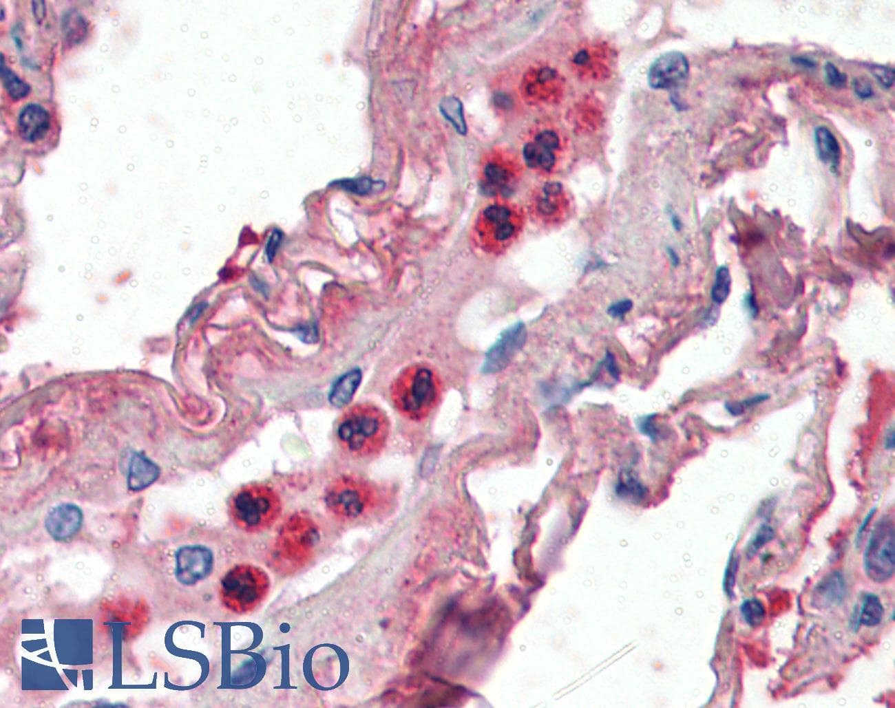 IHC-plus™ LF / LTF / Lactoferrin Antibody (aa433-445)