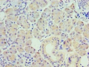 PAX6 Antibody (aa1-300)