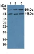 IL1A / IL-1 Alpha Antibody (Cy3)