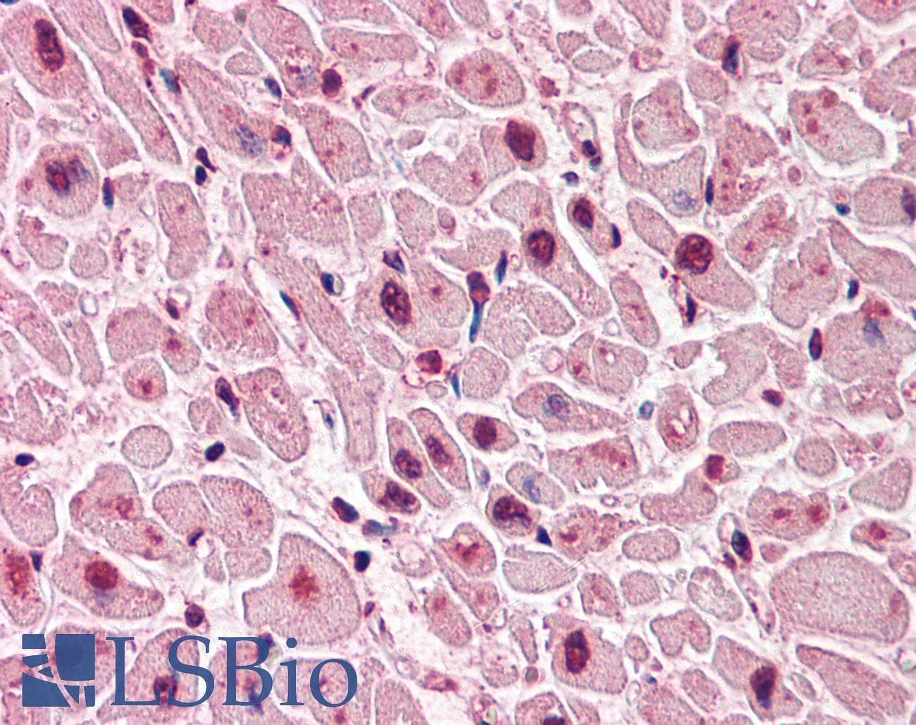IHC-plus™ QSOX2 Antibody (Internal)