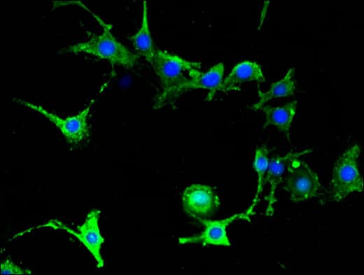 FAAH Antibody